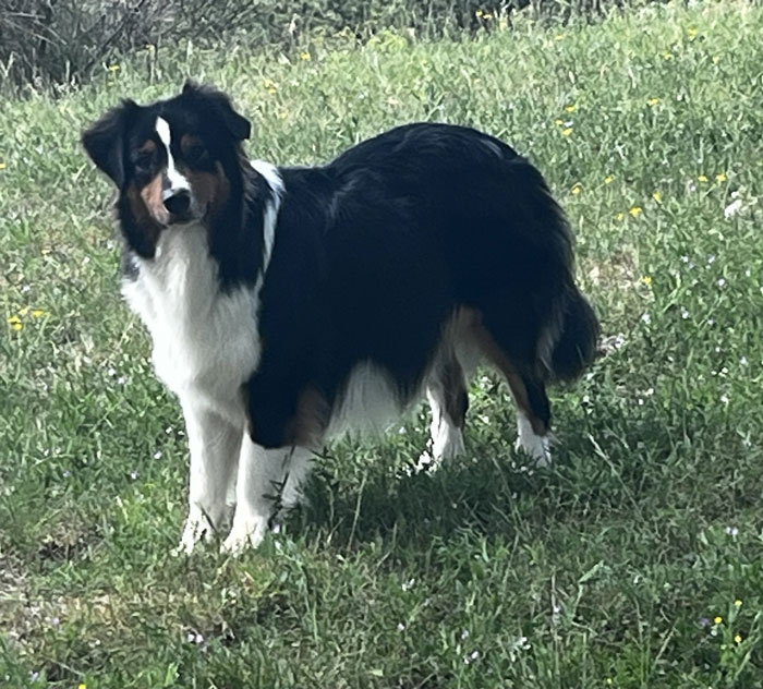 Les naissances de Salsa