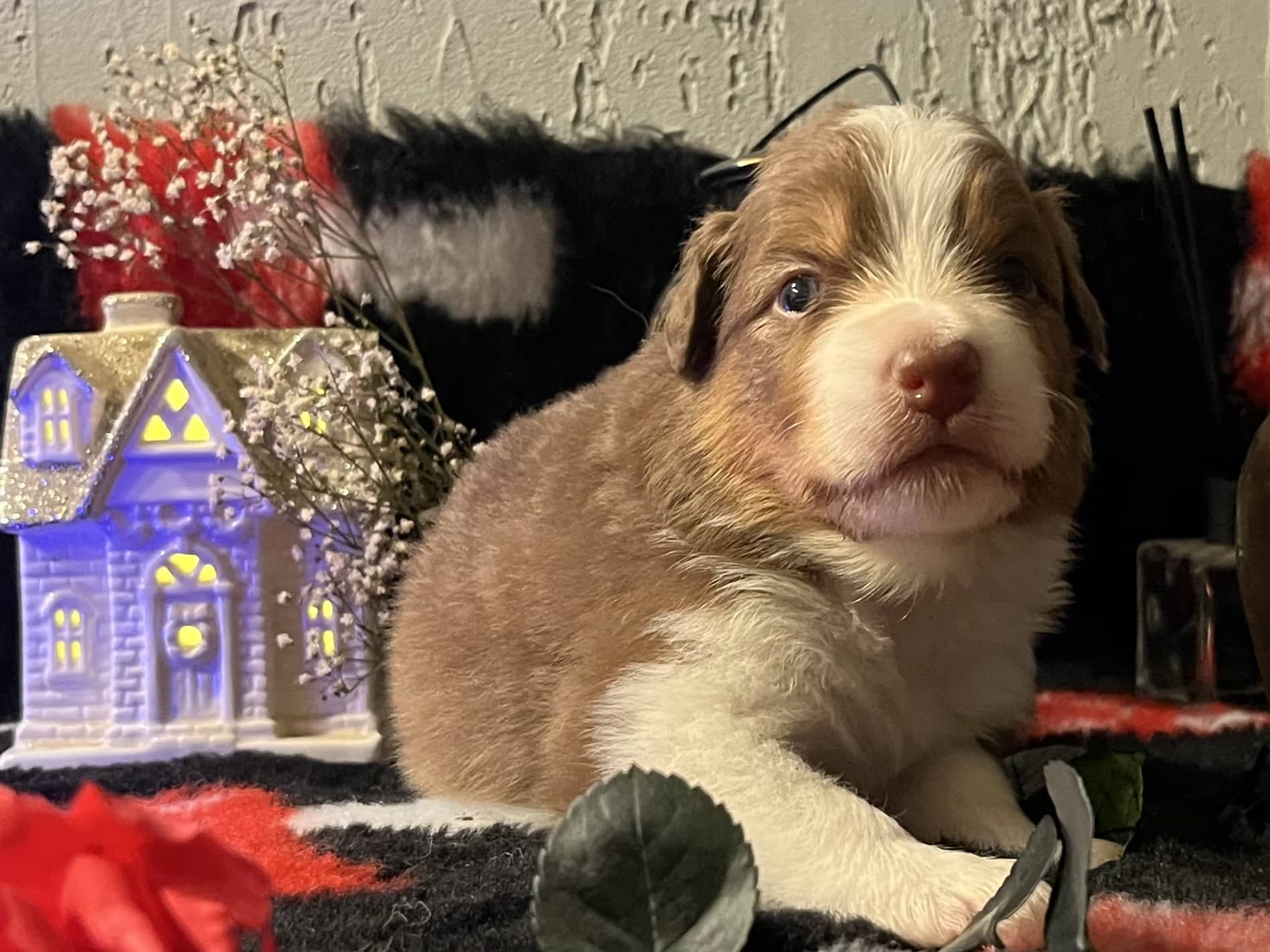 ANOTHER JUMP SEACOOKIE