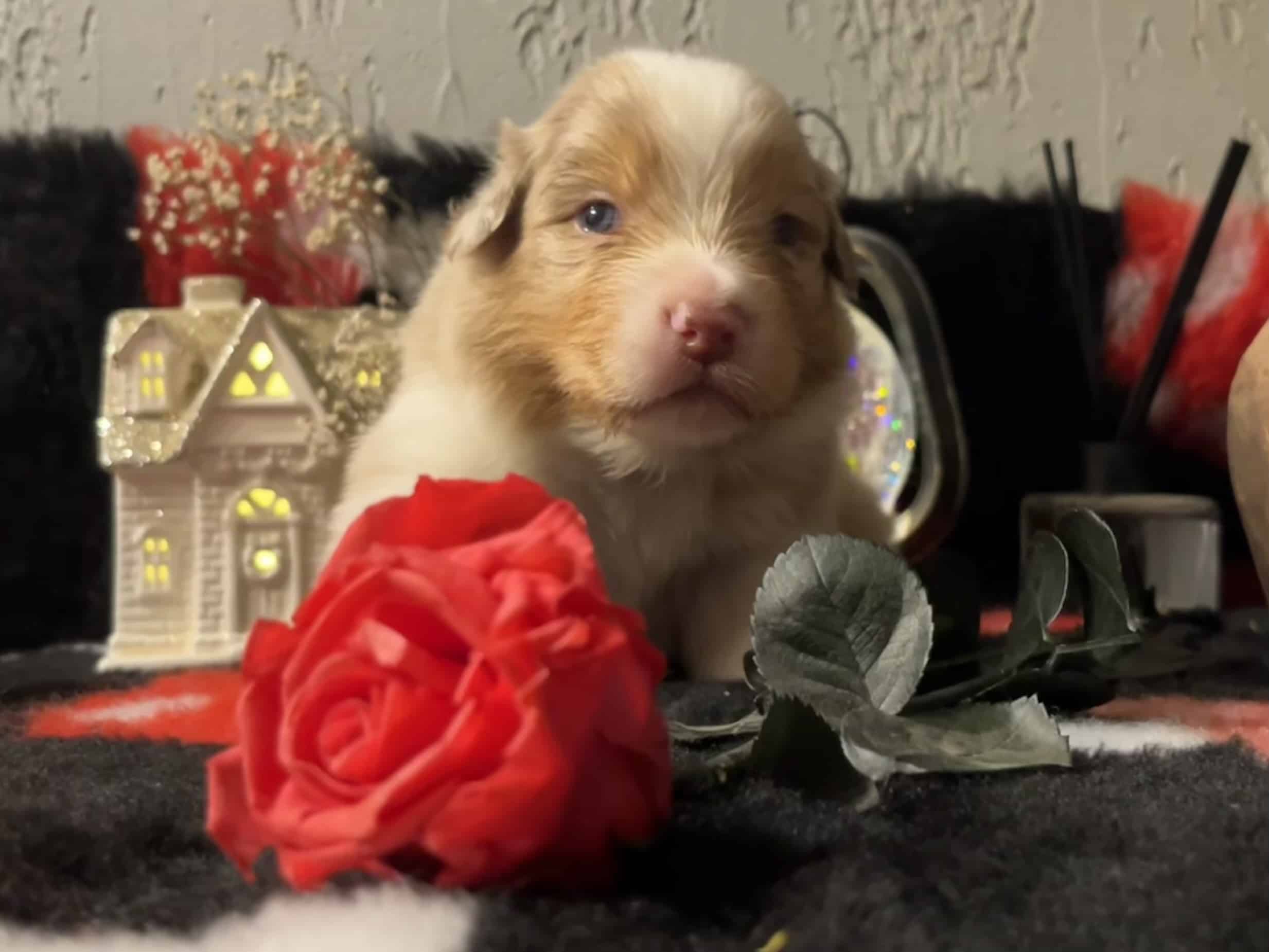 ANOTHER JUMP JARILLO