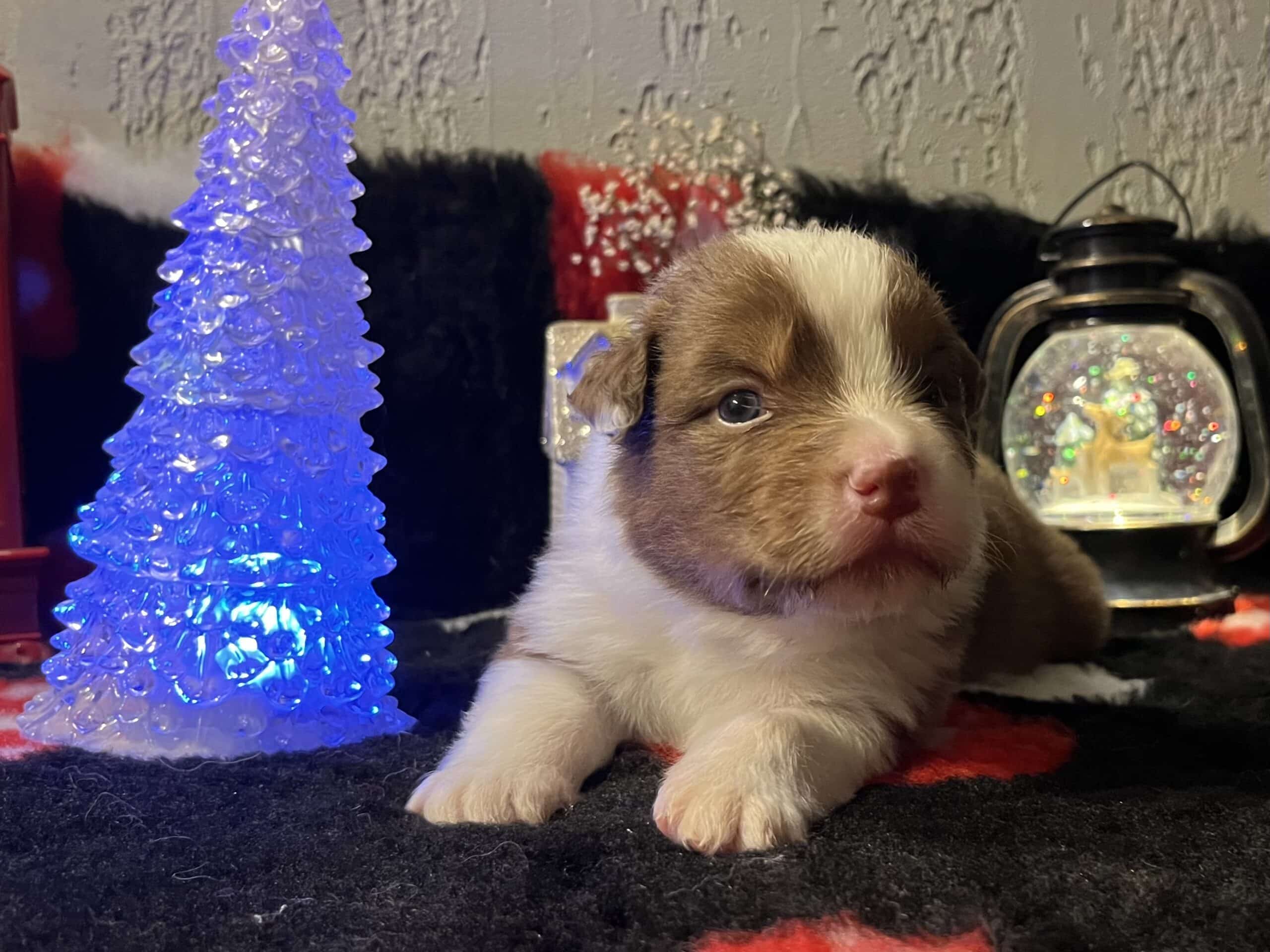 ANTOHER JUMP IZILLOT